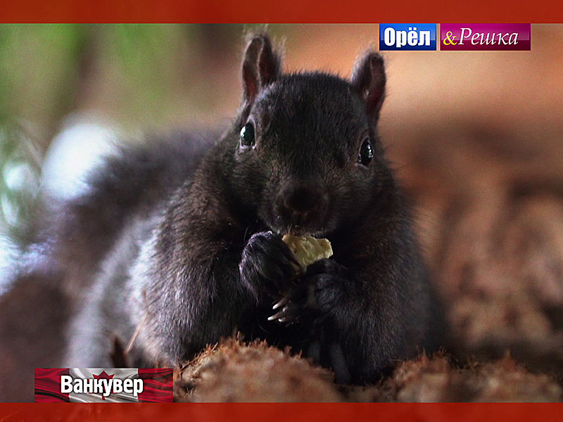 Ванкувер. Канада Орел и решка. Кругосветка смотреть онлайн