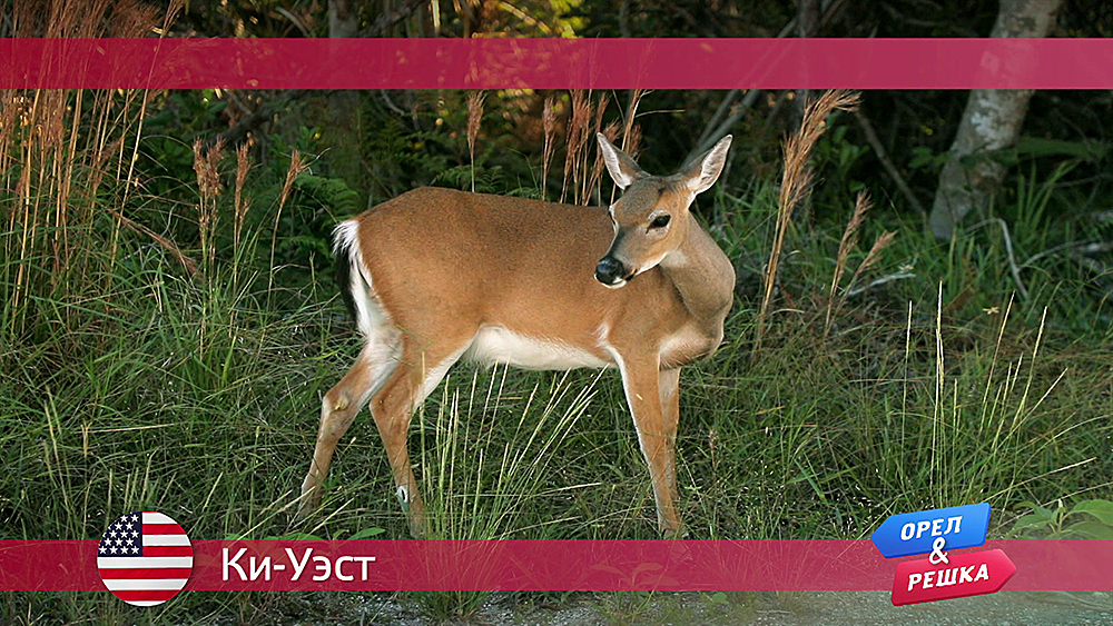 КиУэст. США Орел и решка. По морям смотреть онлайн