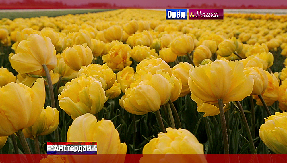 Амстердам. Нидерланды - Орел И Решка. Перезагрузка Смотреть Онлайн